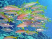 $石垣島のくろんぼはまんぼ