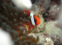 $石垣島のくろんぼはまんぼ