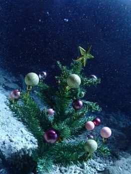 石垣島ダイビング　クリスマスツリー
