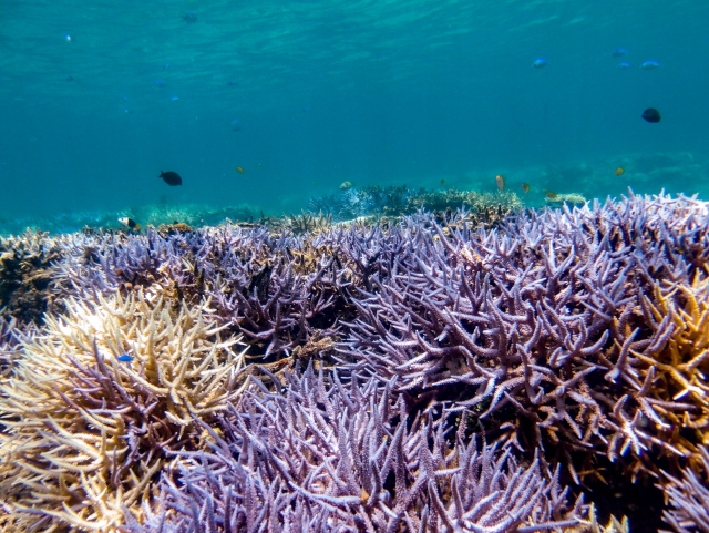 石西礁湖の美しいサンゴたち
