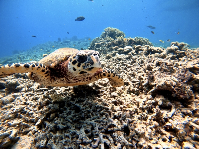 タイマイは石垣島には少ないウミガメの種類です。
