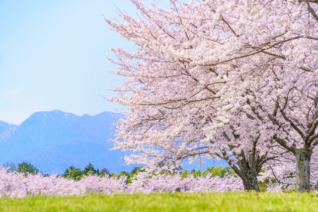 沖縄・石垣島は桜咲きません！