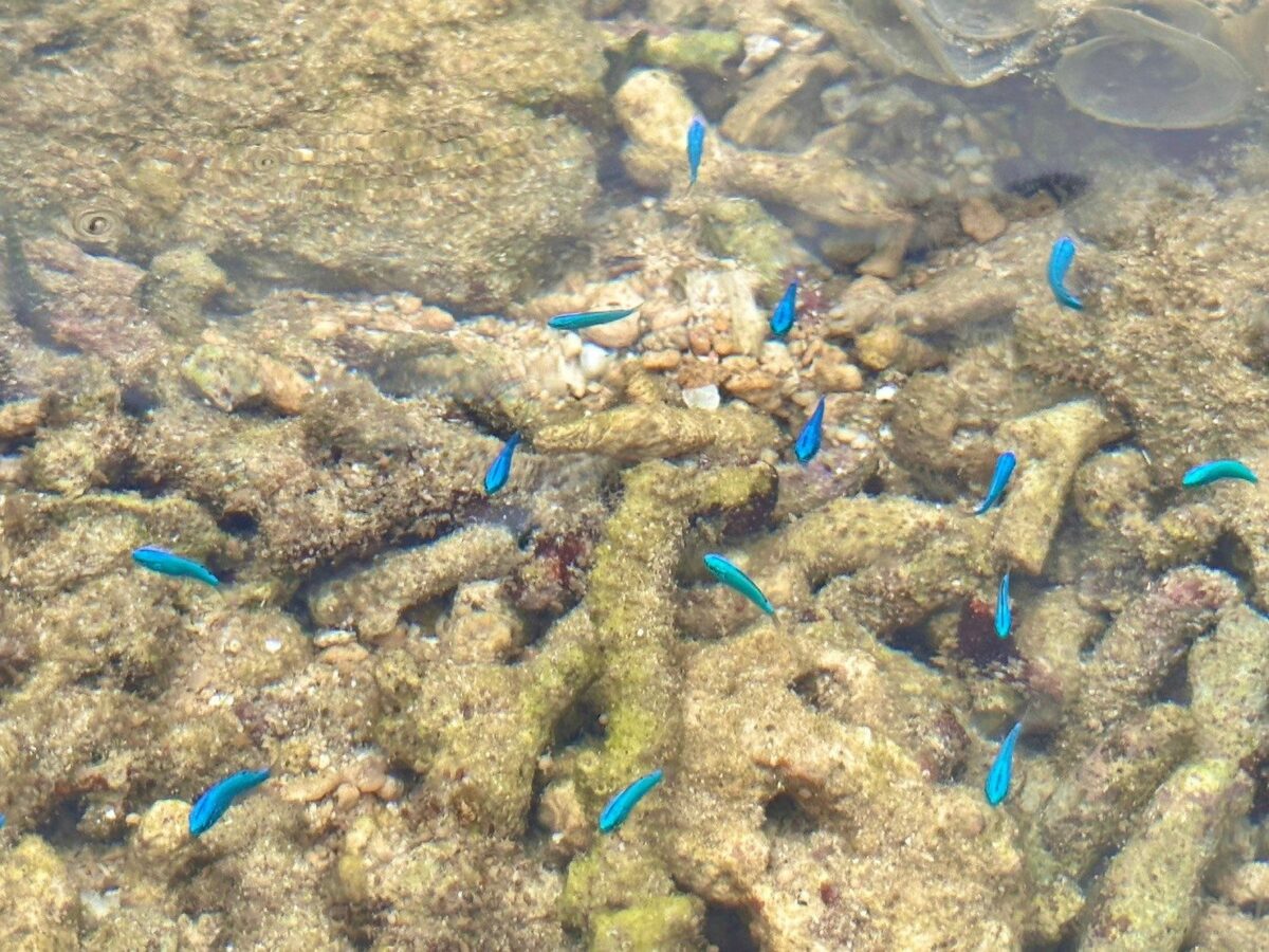 青の洞窟周辺の足の着く浅瀬で見られるサンゴと青い小魚