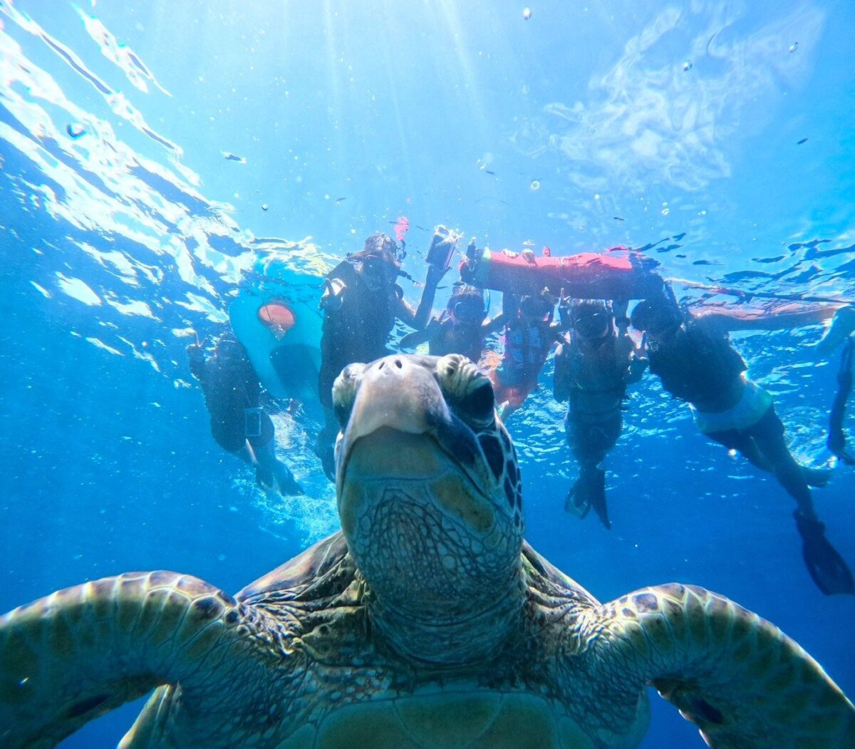 ウミガメと一緒に泳ぐシュノーケリングツアーの参加者