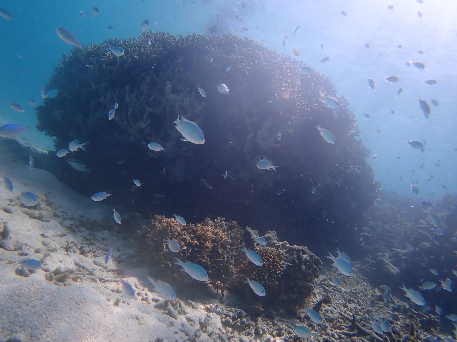 サンゴ礁と熱帯魚が群れる石垣島の海(イメージ)
