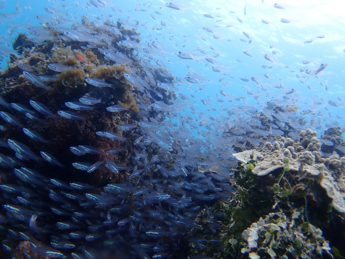 幻の島周辺のサンゴ礁に群れる小魚たち