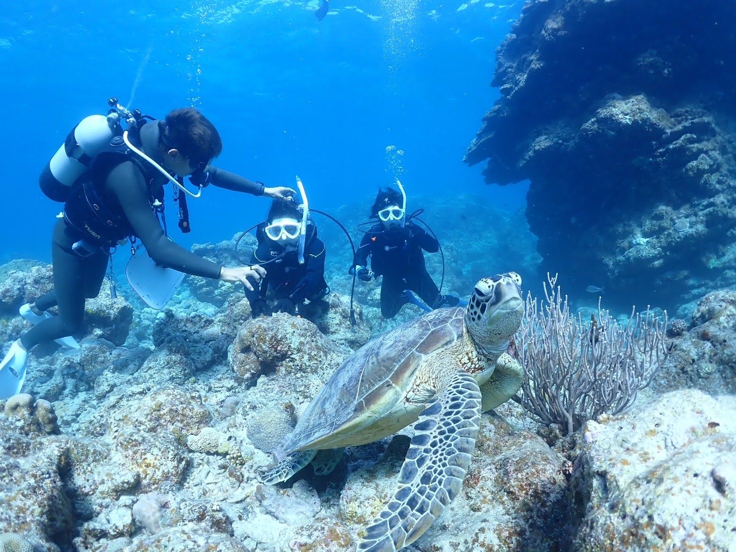 石垣島でウミガメに遭遇するシュノーケリング(イメージ)