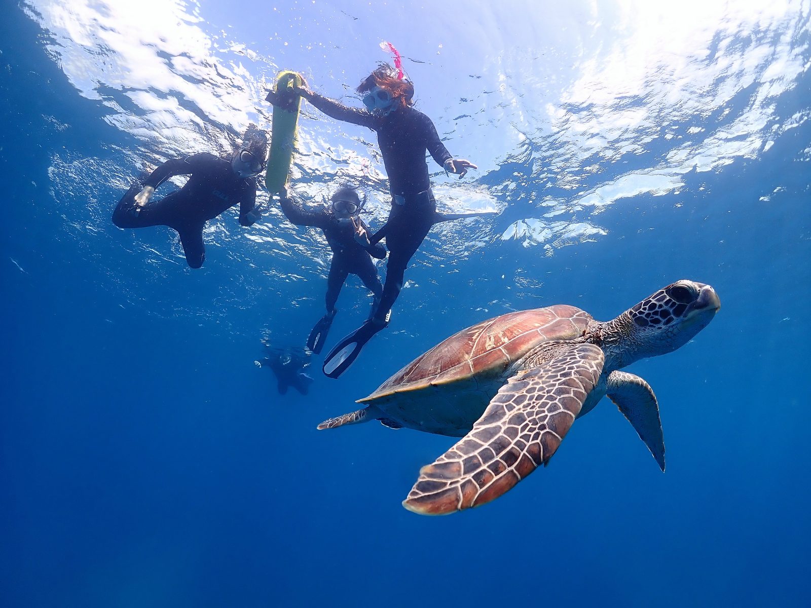 ガイドの浮き具につかまってウミガメと泳ぐ参加者たち